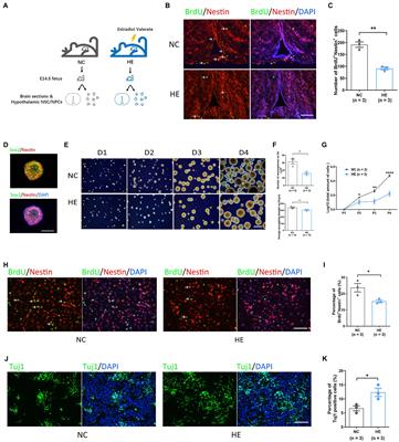 Neurogenesis Potential Evaluation and Transcriptome Analysis of Fetal Hypothalamic Neural Stem/Progenitor Cells With Prenatal High Estradiol Exposure